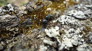 Camponotus pennsylvanicus (Carpenter ant) at Camp Johnson, VT