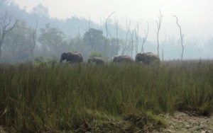 Elephants during fire season, May 2012, Rajaji National Park, Uttarakhand