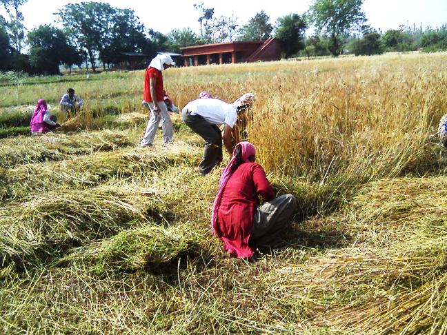 Navdanya's farm., Dehradun