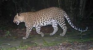 leopard blog